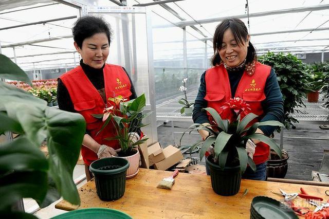 山东邹平市好生街道：培厚花木资源优势 党建赋能做强“花经济”